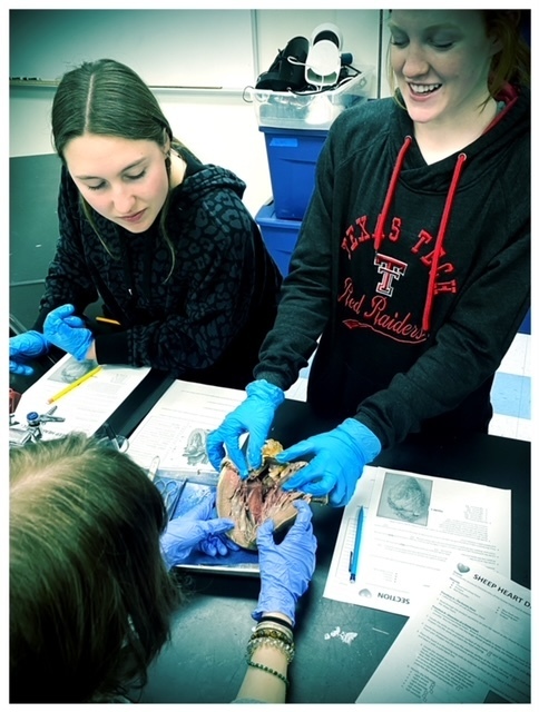 dissection lab