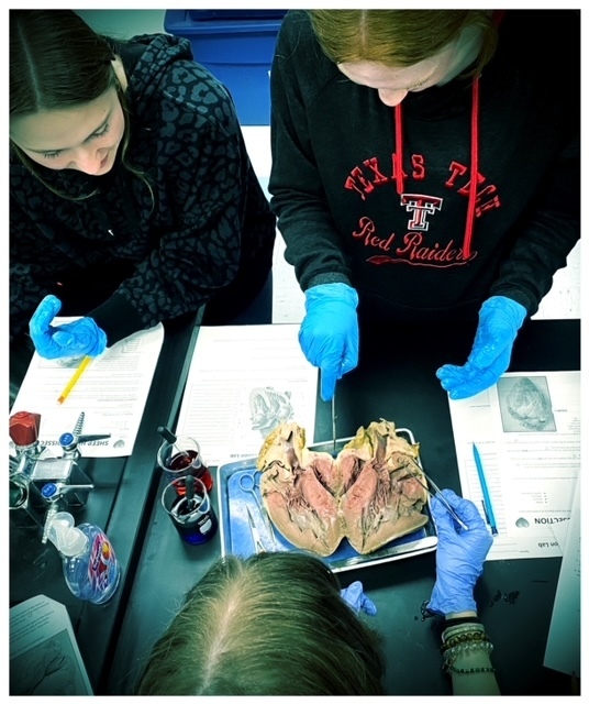 dissection lab